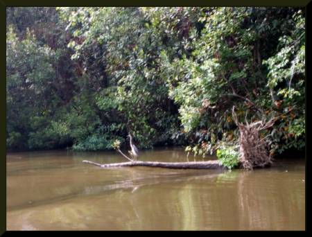 Honey Island Swamp, New Orleans (c) 2004 DCoyote