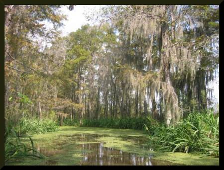 Cypress Trees, Honey Island Swamp, New Orleans (c) 2004 DCoyote