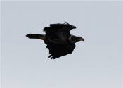 The Eagle Flies II © 2008 David Coyote