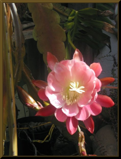 'Pink Tropical Flower'  May 9, 2002 - 2005 David Coyote